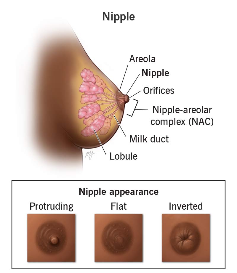 Anatomy of a nipple, including areola, milk ducts, lobules, and different types of nipples: protruding, flat, inverted