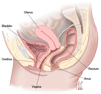 normal female pelvic organs