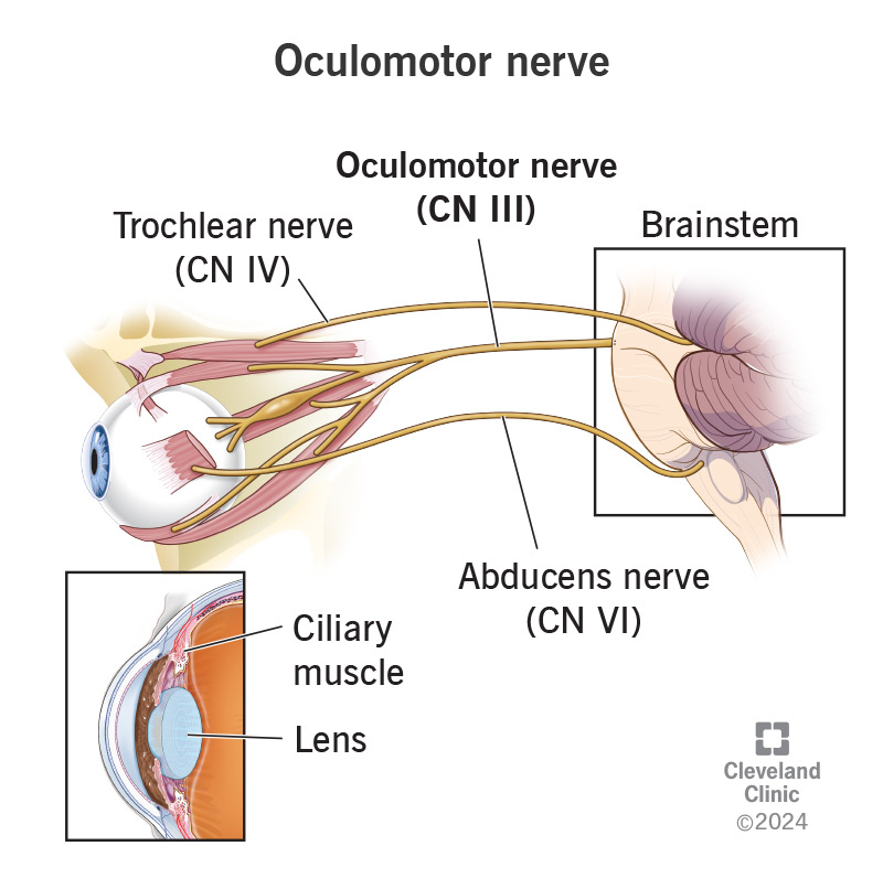 Cranial Nerve 3, the oculomotor nerve, is one of three cranial nerves that control eye muscle movements.