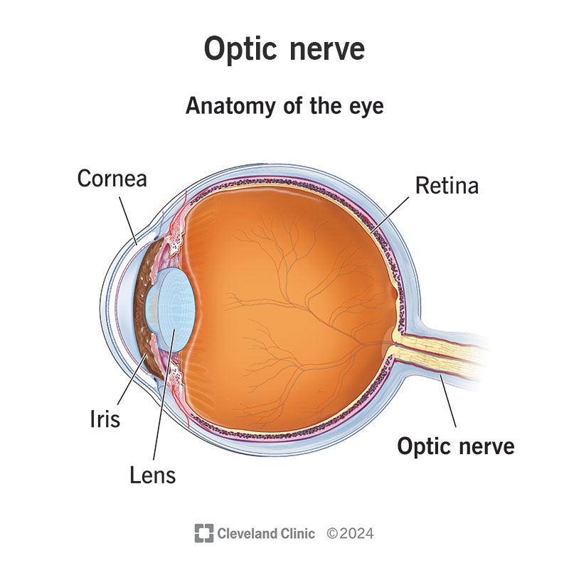 The optic nerve connects to the back of your eye, carrying visual signals from your retina to your brain.