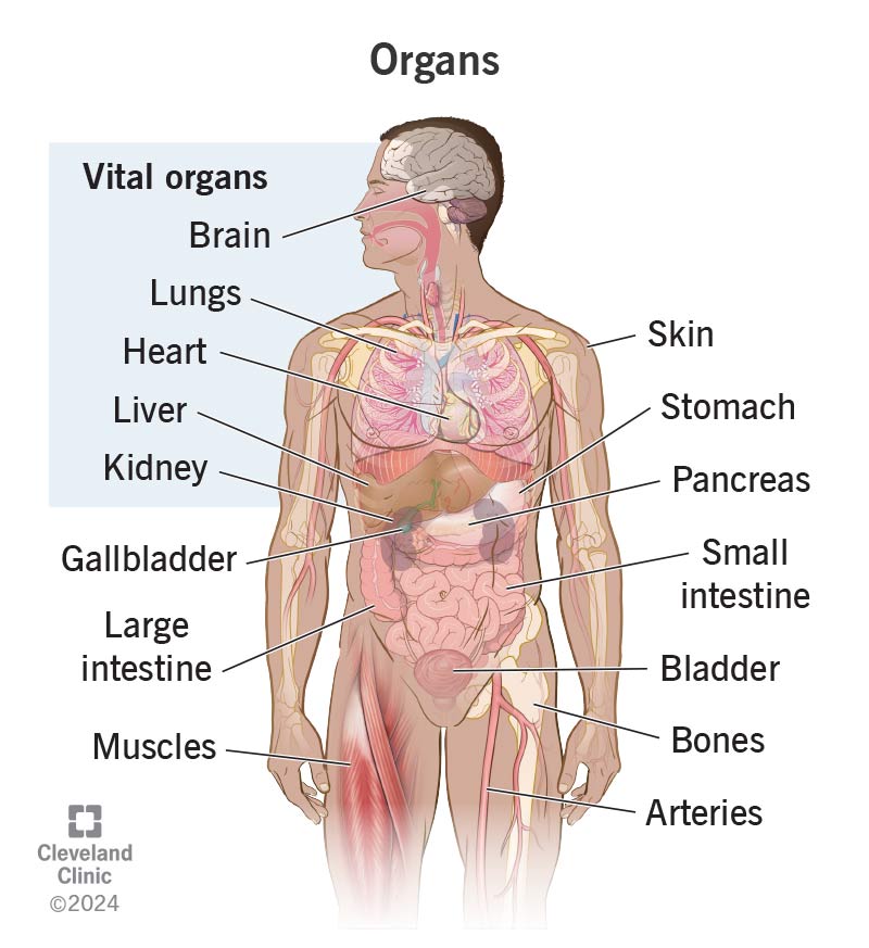 Your organs are structures throughout your body that handle key jobs so your body can work properly