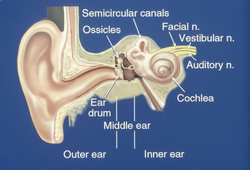 Otology-Neurotology