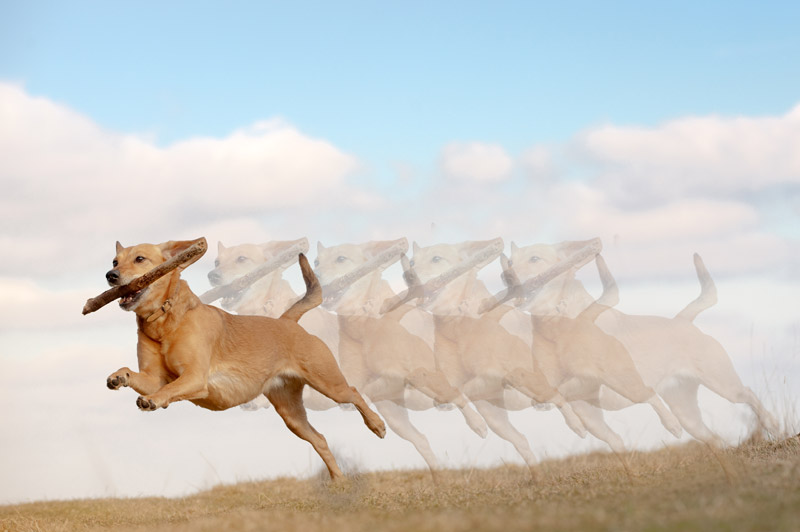 A dog carrying a stick in its mouth, running and leaving a faint trailing effect similar to what palinopsia can look like