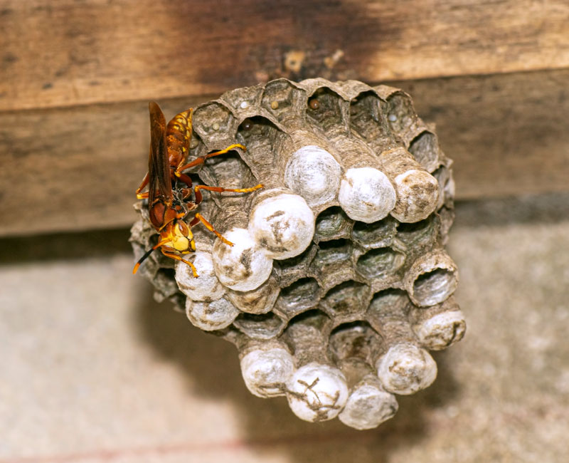 A paper wasp on a nest, which looks like an upside-down umbrella, with a comb of cells facing the ground