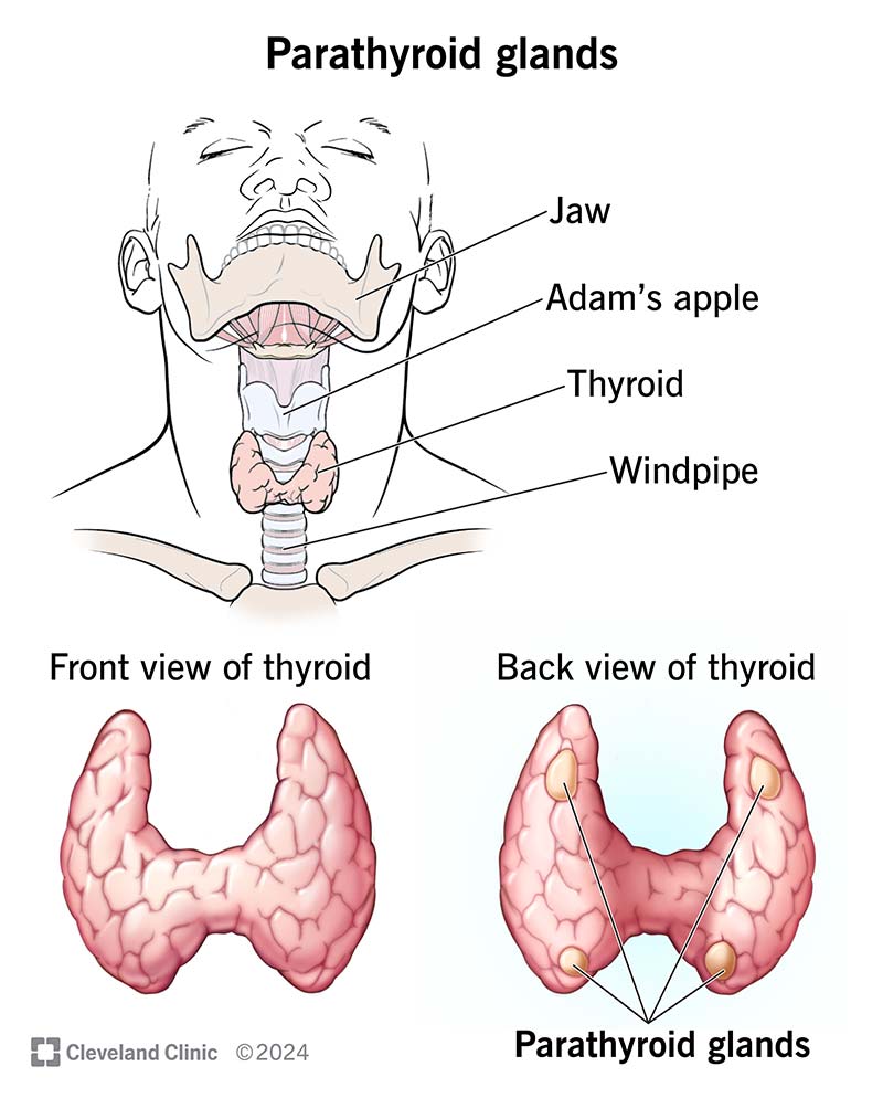 Illustration of human neck with Adam's apple, thyroid and windpipe. It shows 4 parathyroid glands on the back of the thyroid.