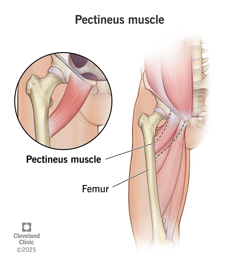 Anatomy of pectineus muscle in a thigh, with femur leg bone