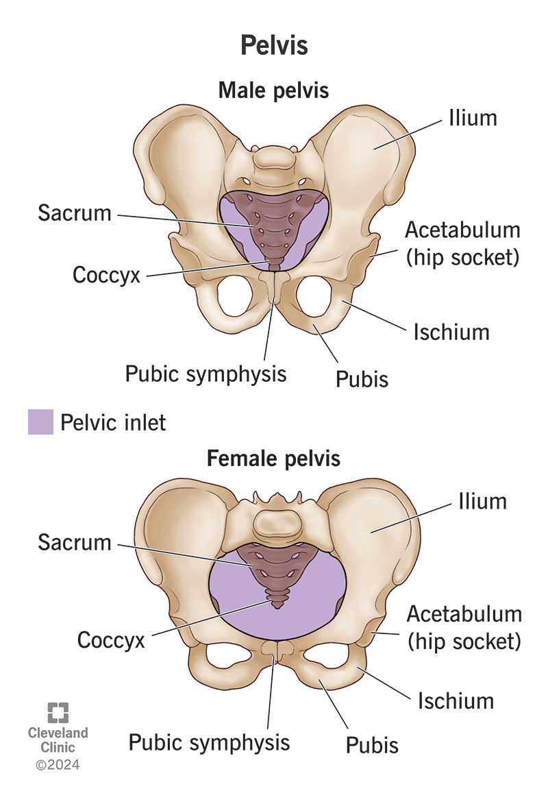 A male pelvis and a female pelvis