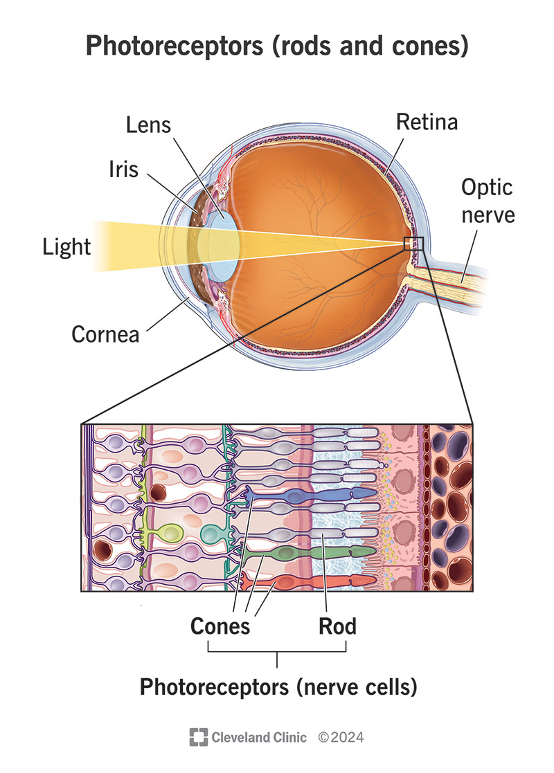 Your eyes have two types of photoreceptors, with rods detecting light only and three subtypes of cones to detect colors.