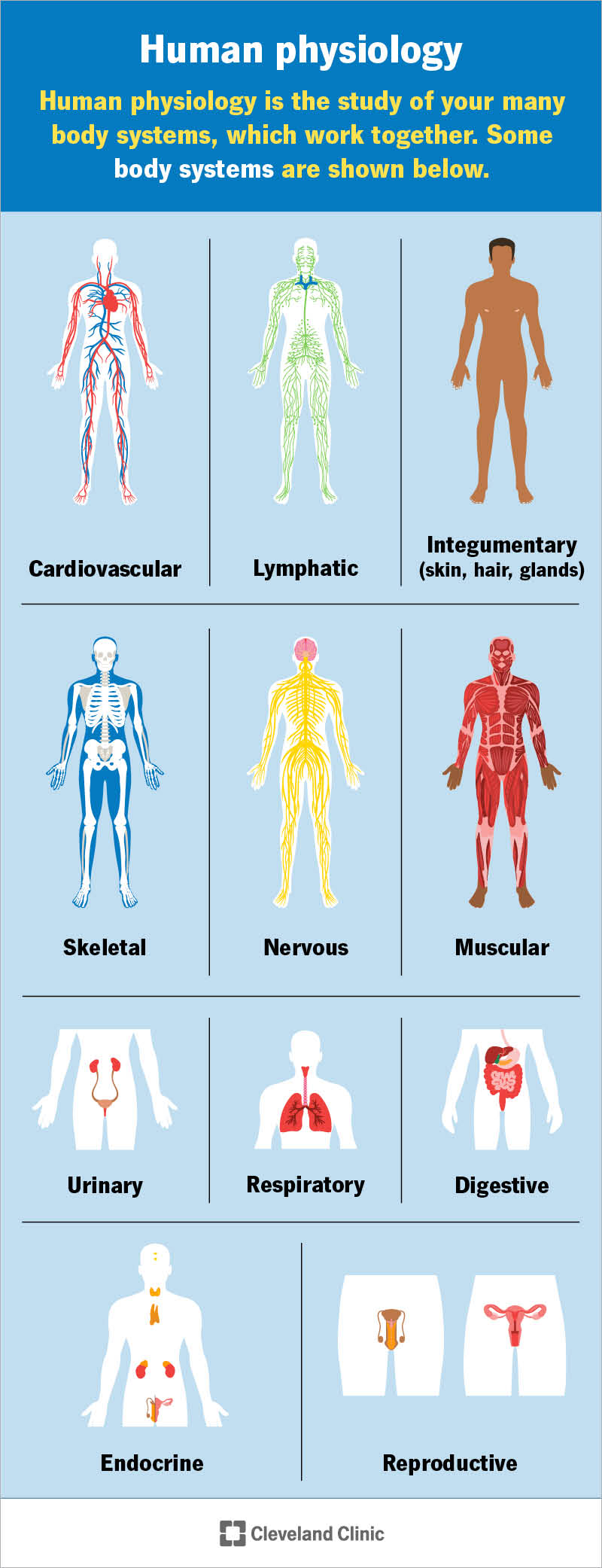 Illustrations of your different body systems. Physiology is the study of these systems and how they work together