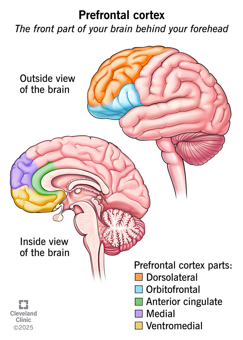 Prefrontal Cortex What It Is Function Location Damage