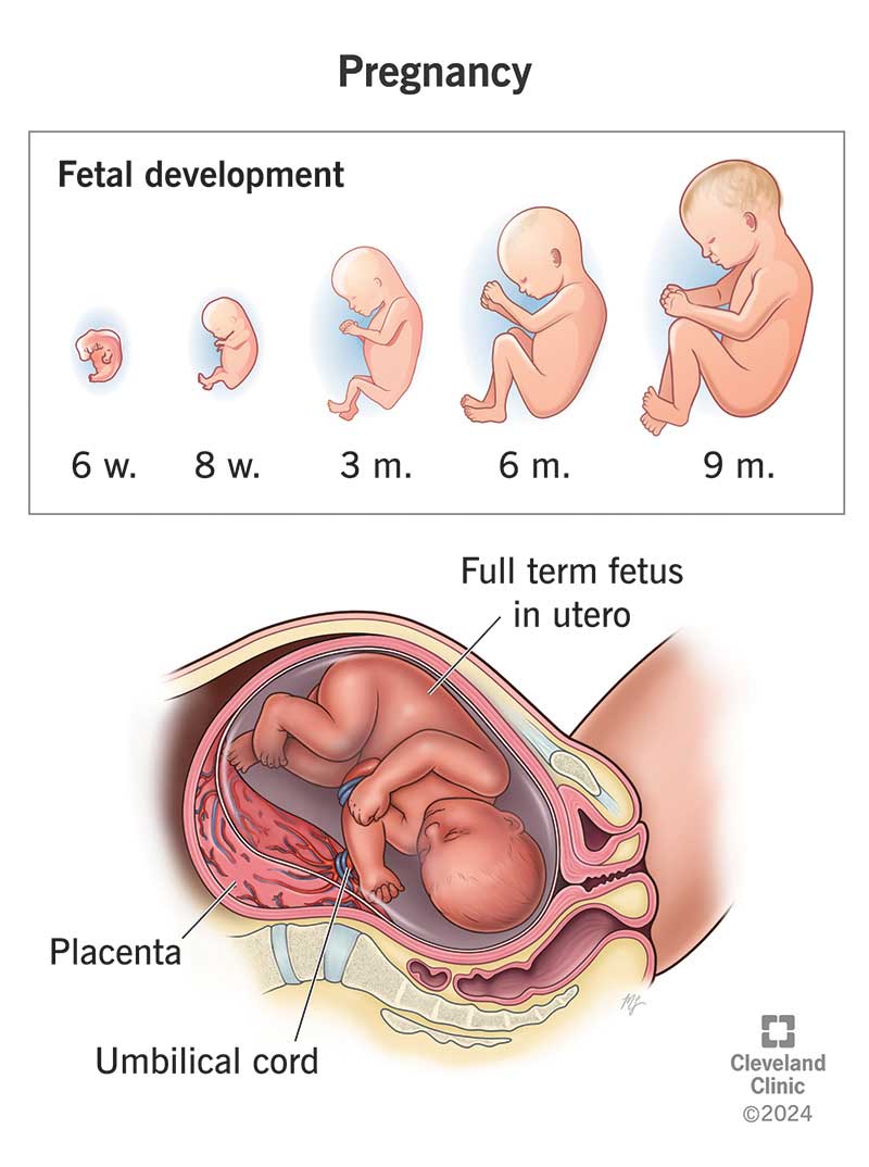 Growth and size of a fetus from six weeks to full term