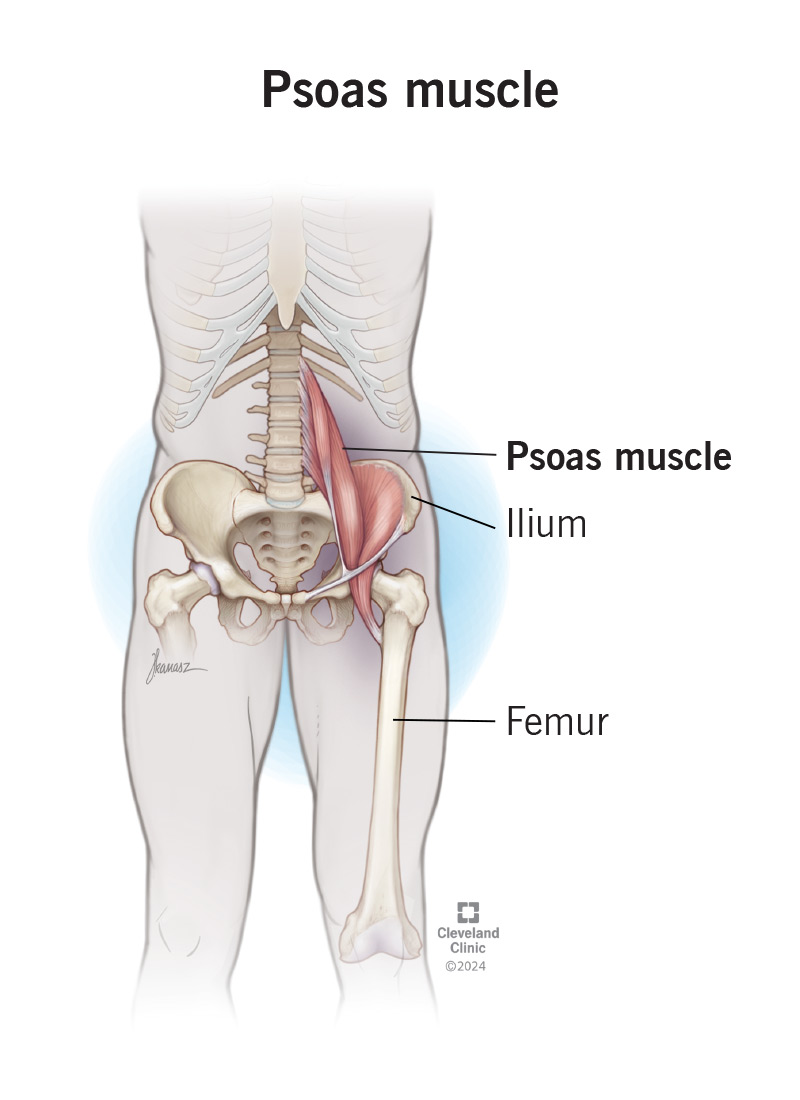 The psoas muscle runs from your lower back to your groin.