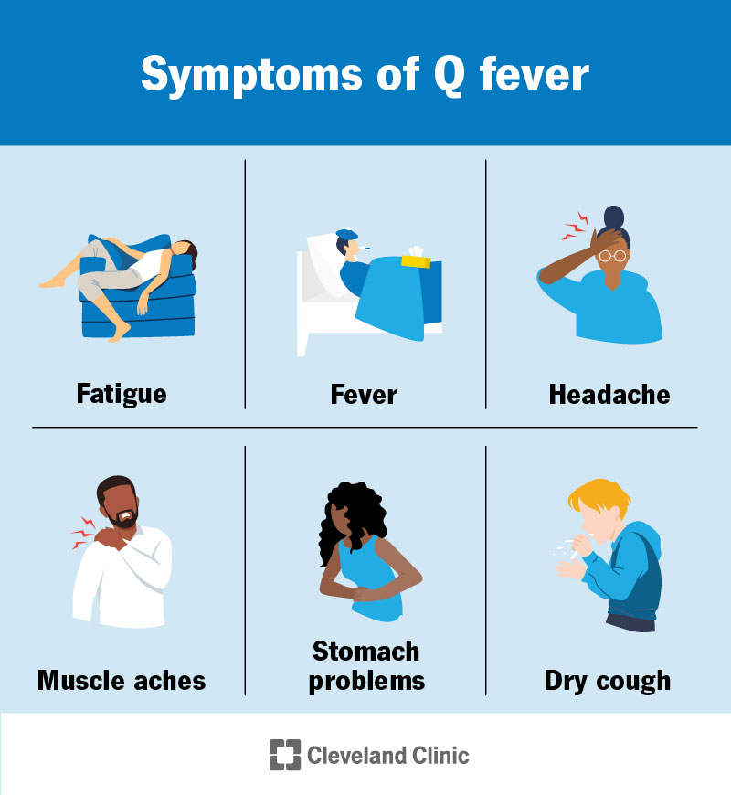 Q fever symptoms include fatigue, fever, headache, muscle aches, stomach problems and a dry cough