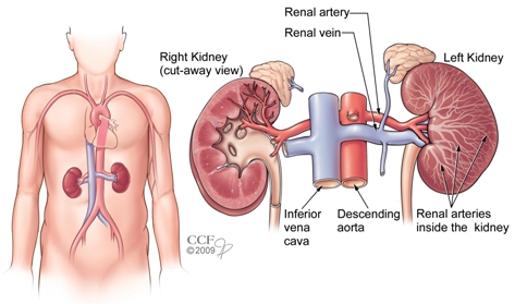 renal blood supply