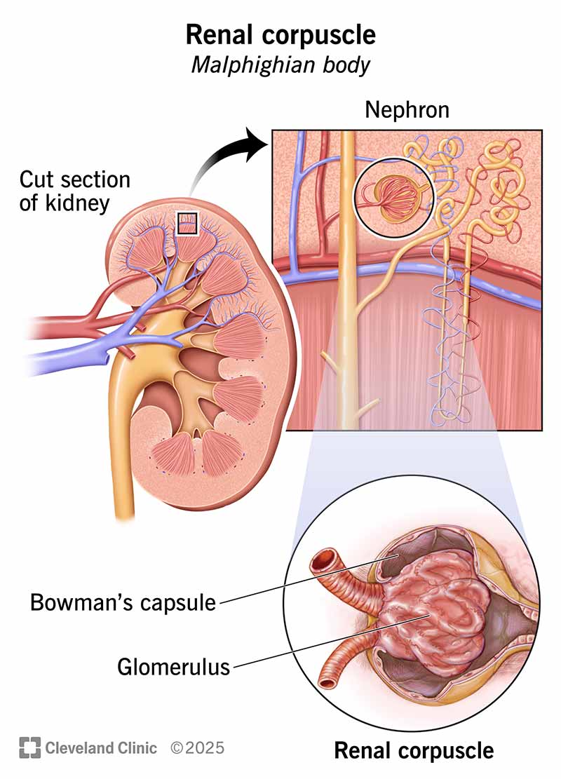 The renal corpuscle is part of the nephrons in your kidneys. It consists of a Bowman’s capsule and a glomerulus.