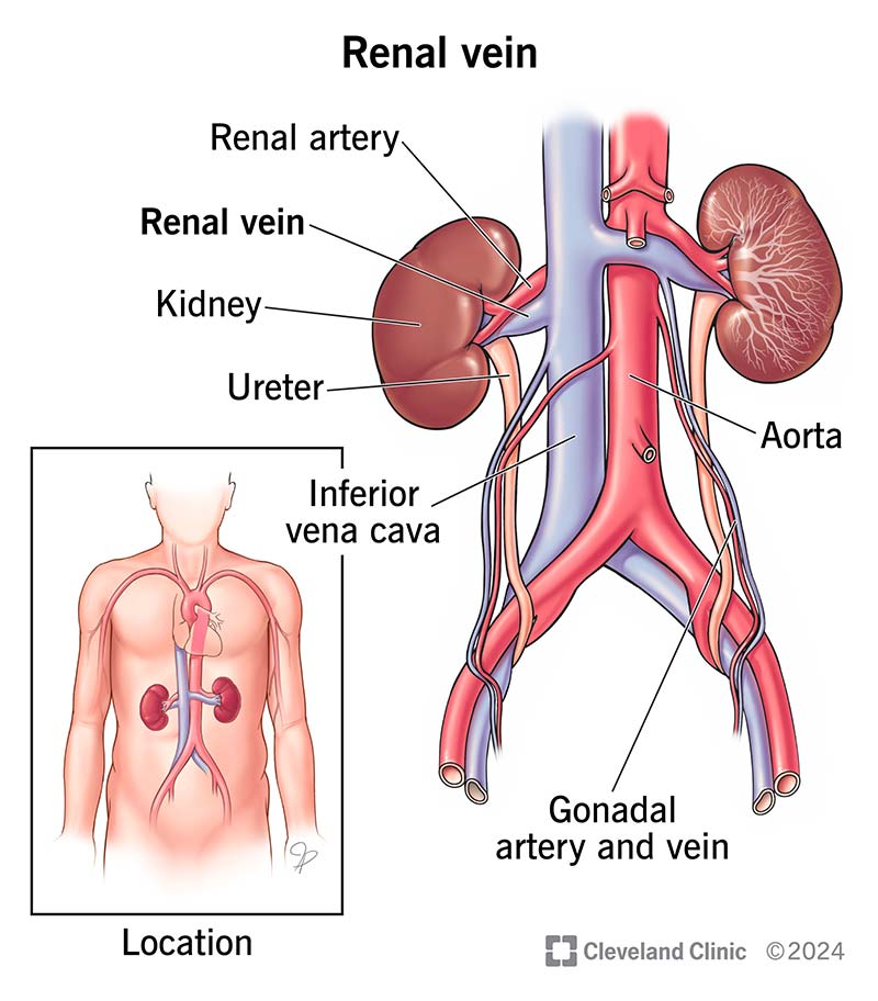 Renal veins attach to your kidneys, which are below your ribcage on each side of your spine. The left renal vein is longer