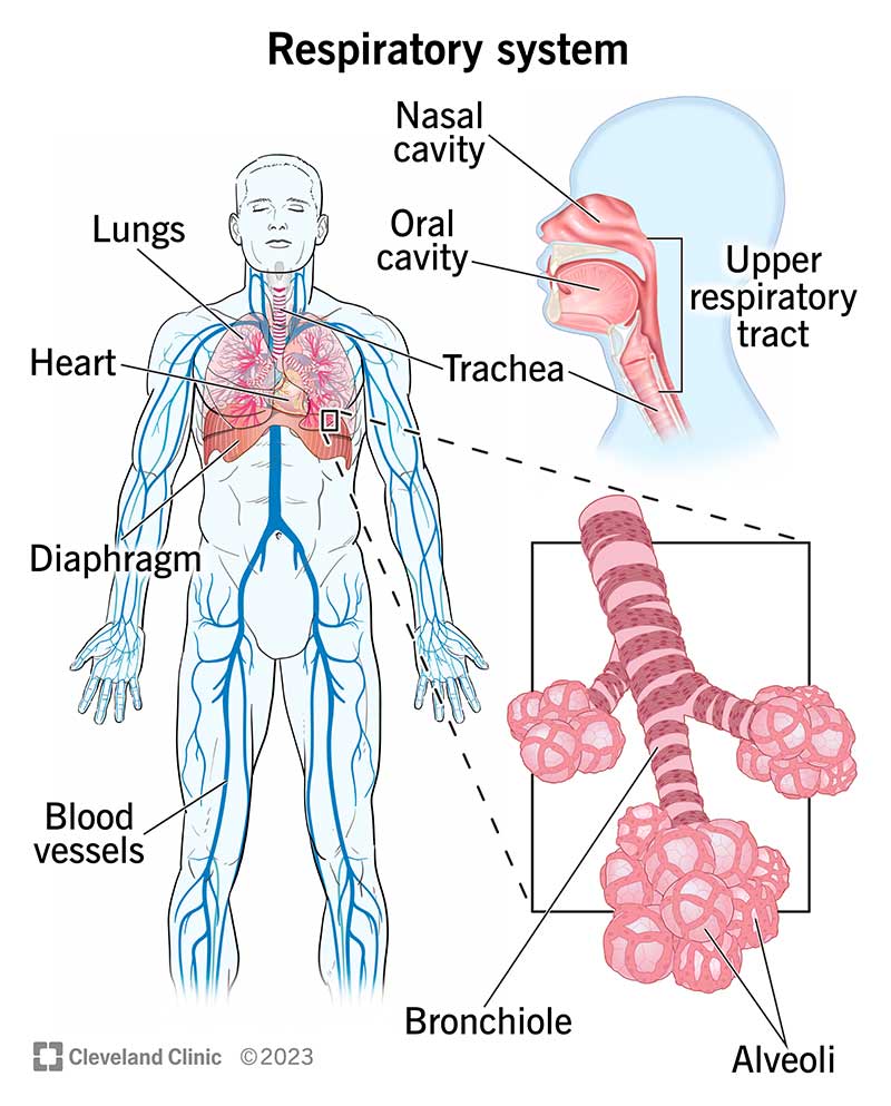 The respiratory tract includes the nasal and oral cavity, trachea, lungs, diaphragm, bronchiole and alveoli