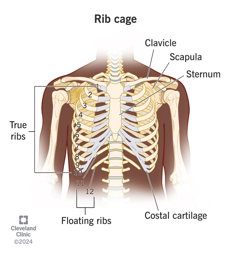 Labelled illustration of the parts of the rib cage.