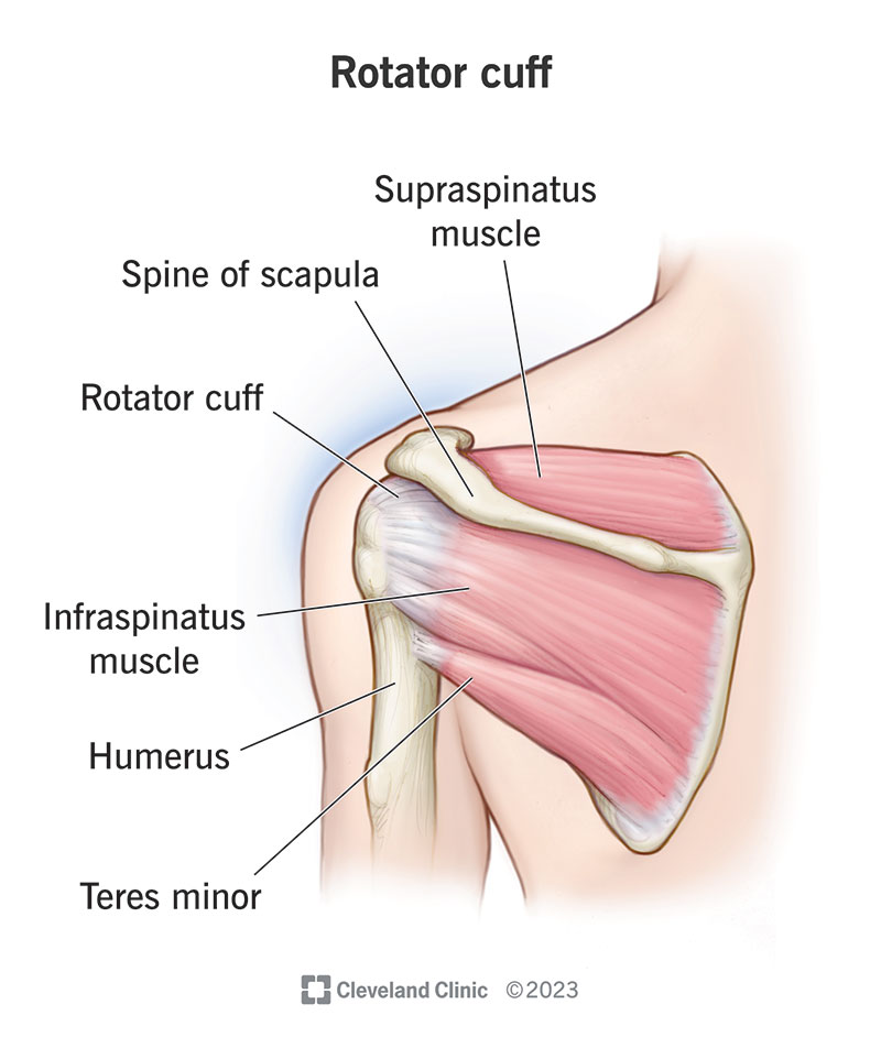 The rotator cuff is the group of muscles and tendons around your shoulder joint.