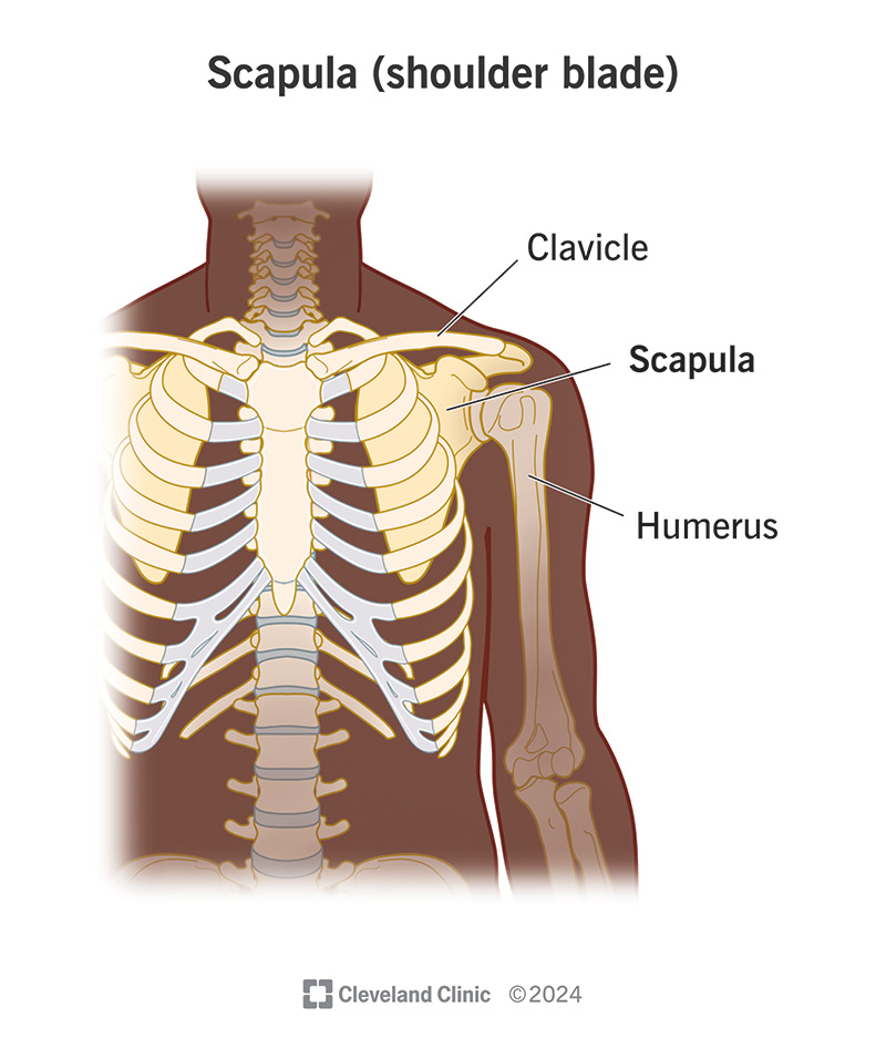 Scapula: Anatomy, Functions, Surfaces & Articulations