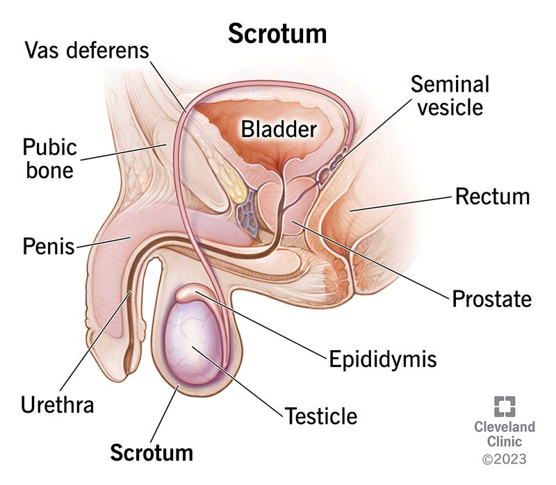 Your scrotum is an external part of the male reproductive system that surrounds and protects your testicles