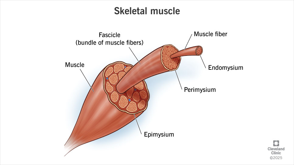 Skeletal muscles are made up of thousands of fibers. The epimysium, perimysium and endomysium are sheaths that protect them.