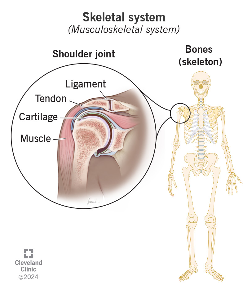 The skeletal system includes all your bones, as well as all the tissues that make up your joints.