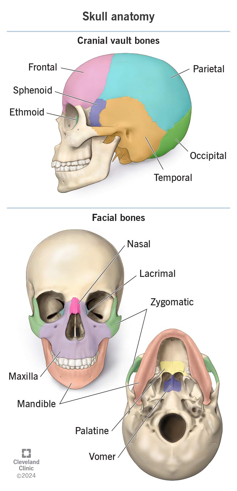 Your skull consists of the facial bones that give your face its structure and the cranial vault bones that protect your brain