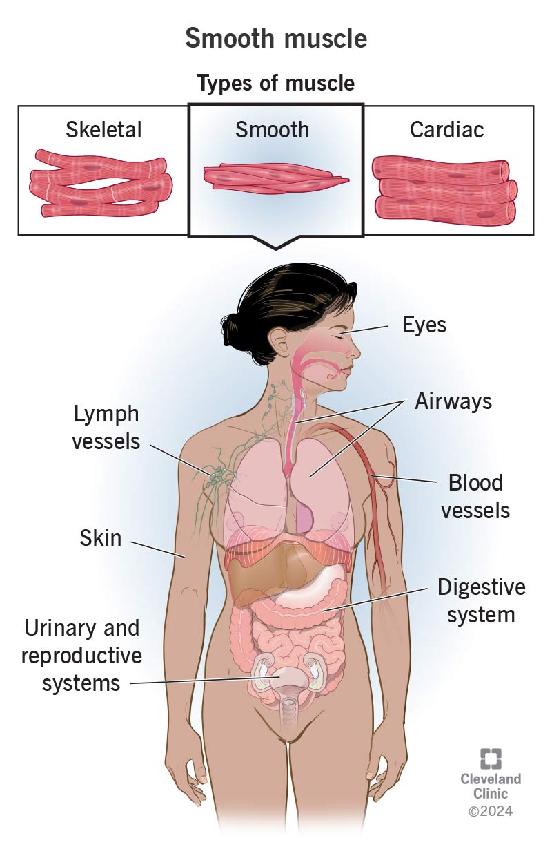 Smooth muscle is found in many body systems, and its most important use is to regulate or manage many automatic processes