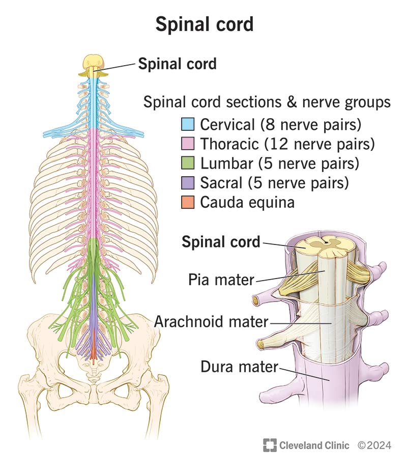 A spinal cord, made up of pia mater, arachnoid mater and dura mater, with cord sections and nerve groups