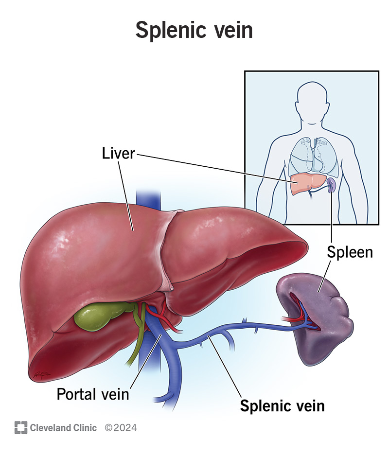 Your splenic vein drains blood from your spleen, an avocado-sized organ in your left rib cage.