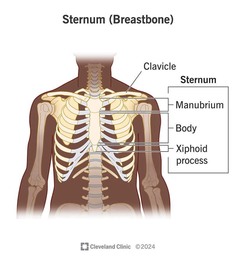 Your sternum consists of three bony parts: the manubrium, body and xiphoid process.