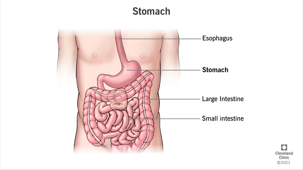 The digestive system is made up of the gastrointestinal tract-mouth, esophagus, stomach, intestines and rectum.