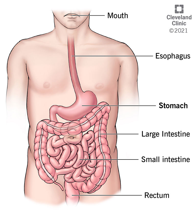 Stomach: Anatomy, Function, Diagram, Parts Of, Structure