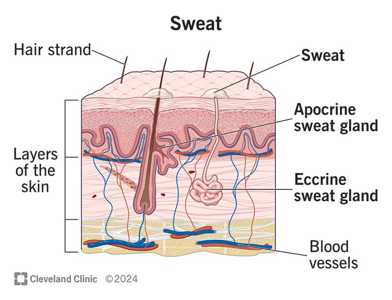 Sweat glands within the layers of your skin produce the sweat that you find on your skin’s surface