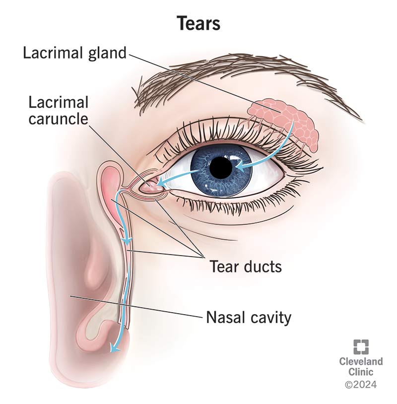 Overview of tear pathway, including the lacrimal gland, tear ducts and nasal cavity