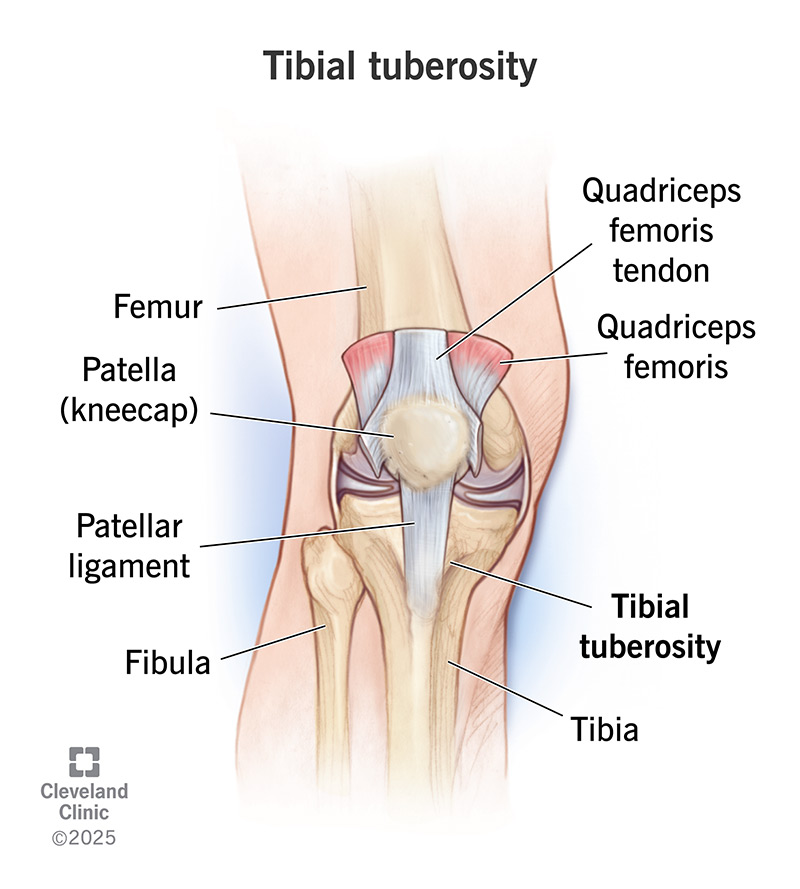 Anatomy of knee and kneecap (patella) with tibial tuberosity