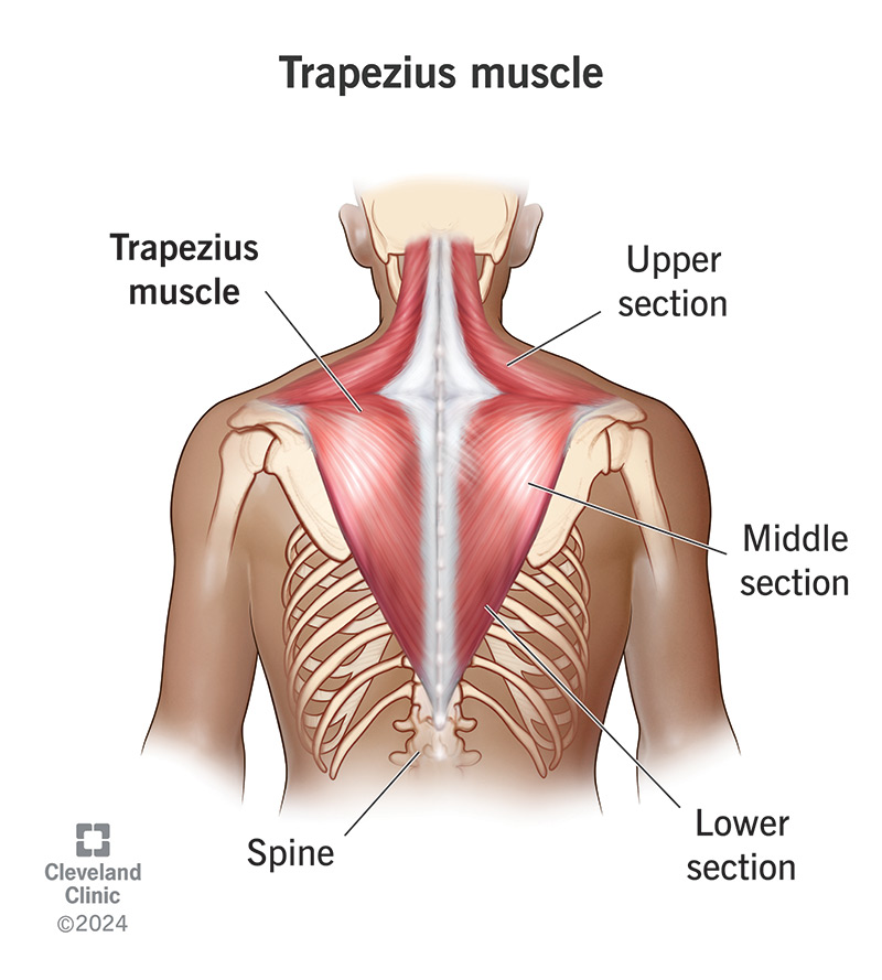 Your trapezius muscles start at the base of your neck and extend across your shoulders and down to the middle of your back.