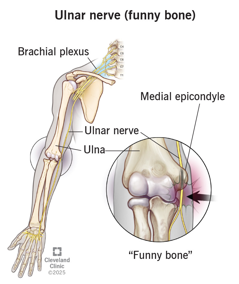 The ulnar nerve (funny bone) is part of the brachial plexus. It runs down the arm under the medial epicondyle into the hand