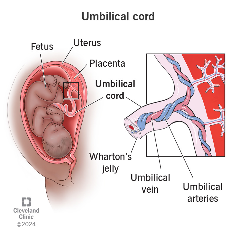 The umbilical cord connects a developing fetus to the placenta and provides fetal blood flow during pregnancy