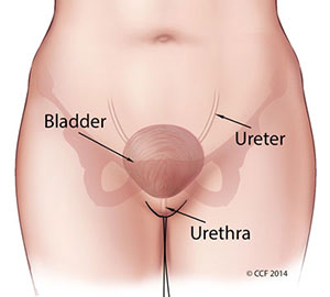 How can you treat female urinary problems?