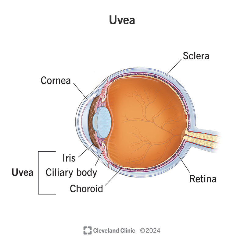 The uvea is the middle layer of each of your eyeballs’ outer walls. It has three parts, the iris, ciliary body and choroid