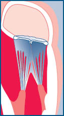 Normal mitral kapak