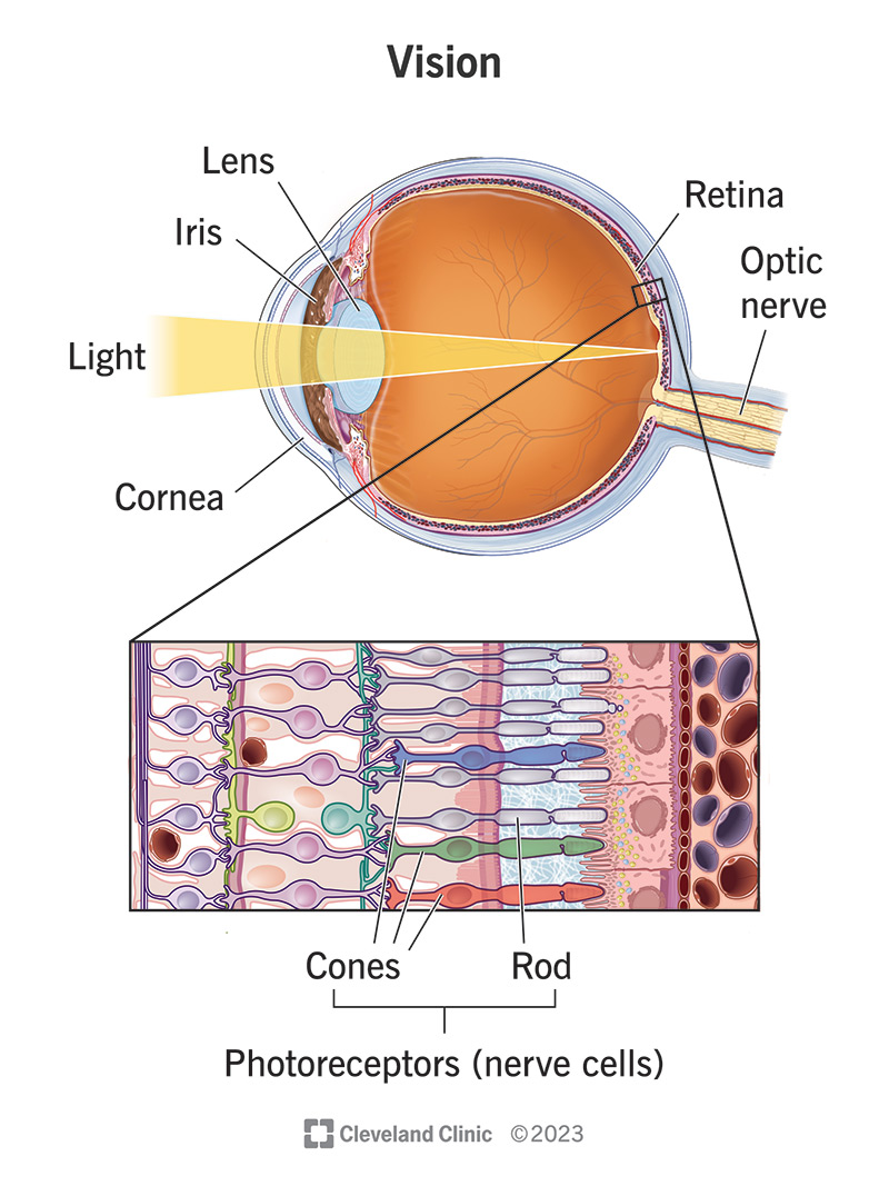 Your sense of vision relies on rod and cone photoreceptors in your retinas, which detect light describe it to your brain.