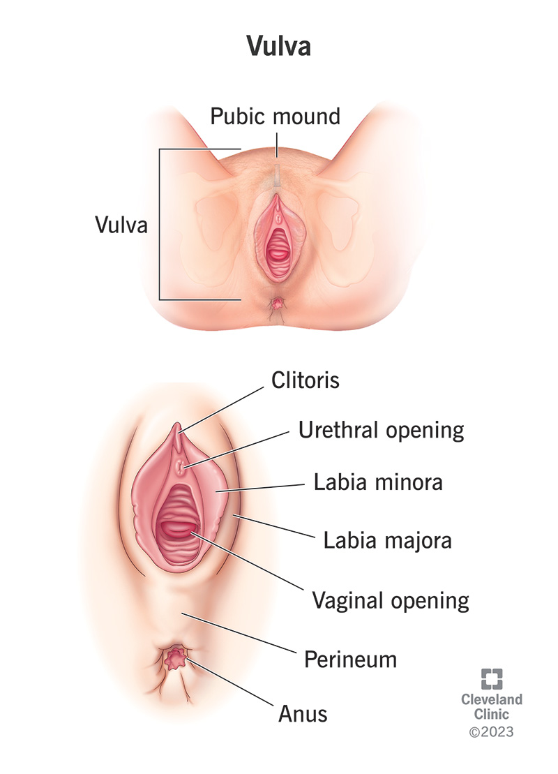 The parts of the vulva