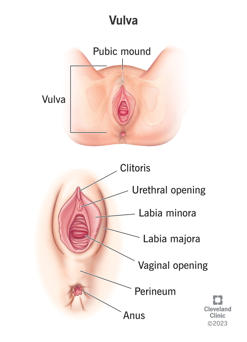 Vulva: Location, Anatomy, Function, Conditions & Care