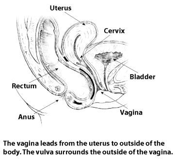 vagina, bladder, uterus, rectum, anus, cervix