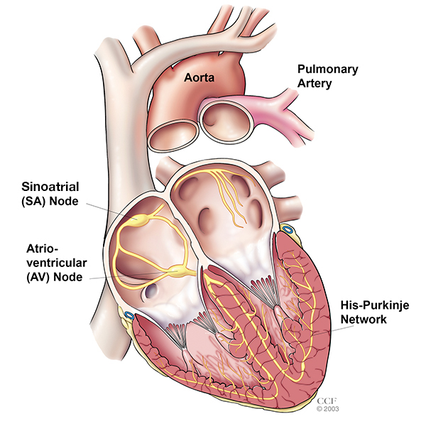 Electrical System of the Heart