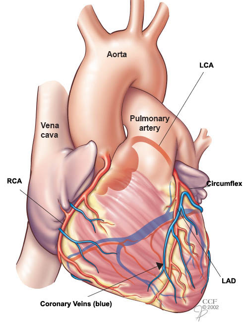 Front view of the heart showing the four main coronary arteries.