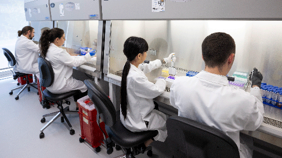Researchers work in a laboratory using pipettes and samples inside a sterile hood.